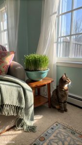 cat grass for indoor cats