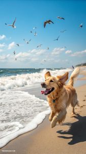 cute dog phone wallpapers Dog running on the beach with waves
