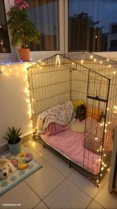 dog cage decoration ideas Mini fairy lights for a cheerful ambiance