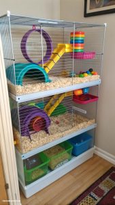 hamster cage setup Vertical design to maximize floor space