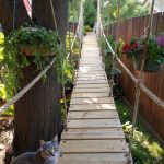 diy cat bridge Wooden plank bridge between trees