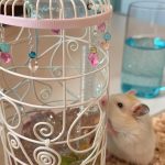 diy hamster stuff Fashion a water bottle holder from wire