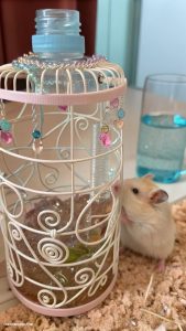 diy hamster stuff Fashion a water bottle holder from wire