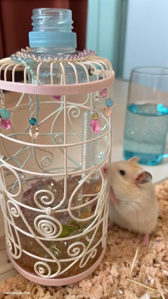 diy hamster stuff Fashion a water bottle holder from wire