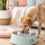 no spill dog water bowls