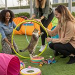 cat park Training sessions to teach feline tricks
